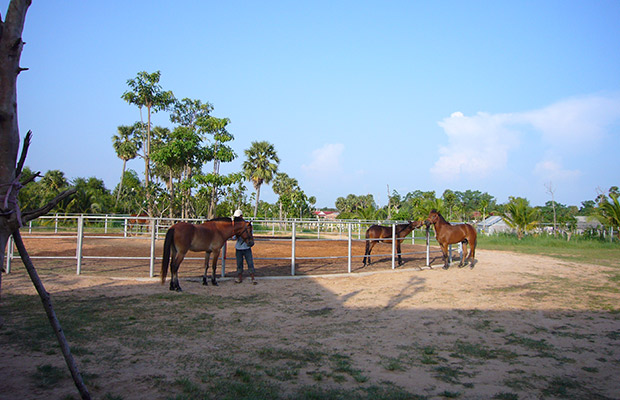 Countryside-Horse-Rides-1