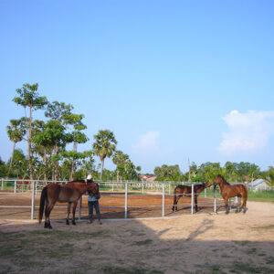 Countryside Horse Rides