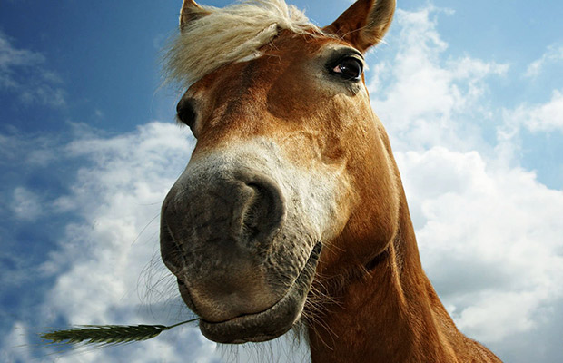 Countryside-Horse-Rides-4